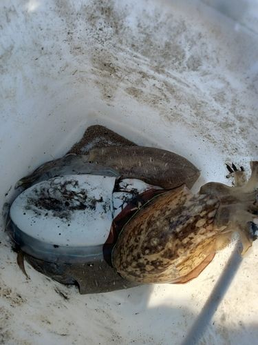 モンゴウイカの釣果