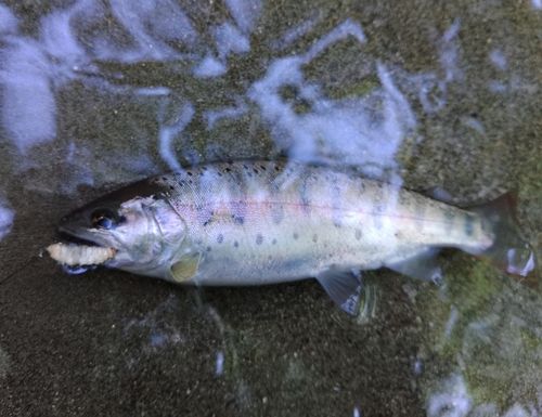 ヤマメの釣果