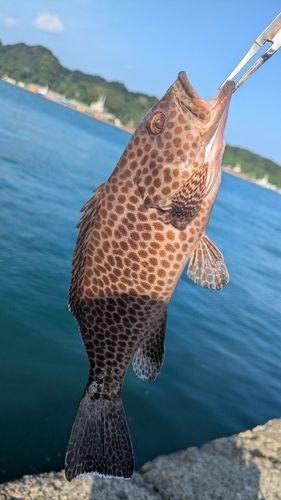 オオモンハタの釣果