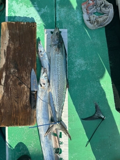 サワラの釣果