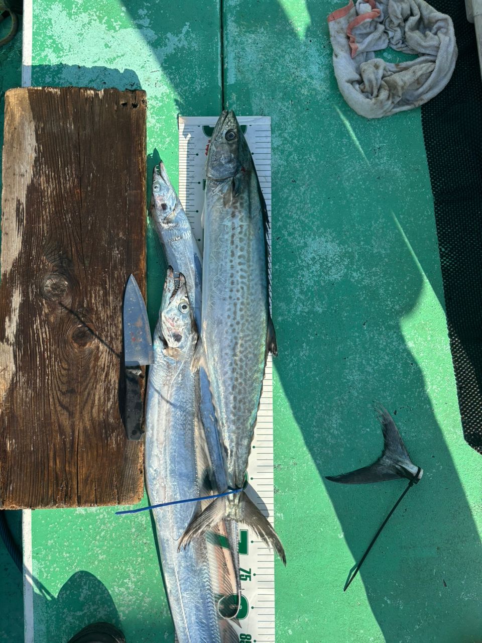 あきチャングムさんの釣果 1枚目の画像