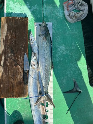 サワラの釣果