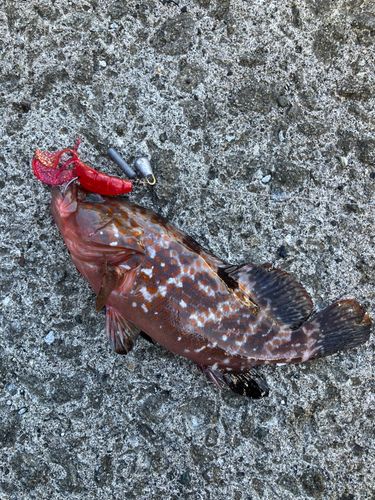 キジハタの釣果