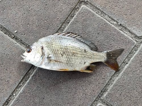 キビレの釣果