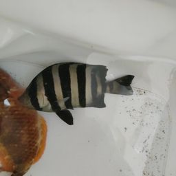 シマダイ