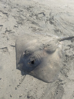アカエイの釣果