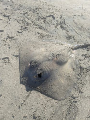 アカエイの釣果