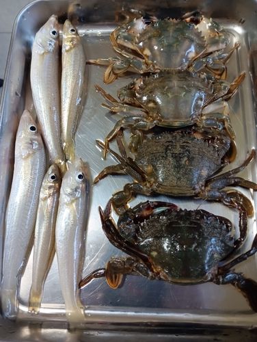 キスの釣果