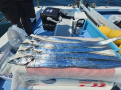 タチウオの釣果