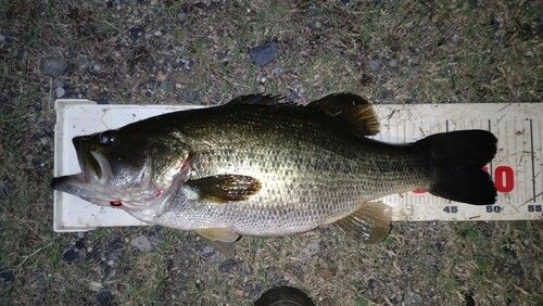 ラージマウスバスの釣果