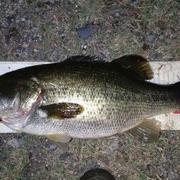 ラージマウスバス