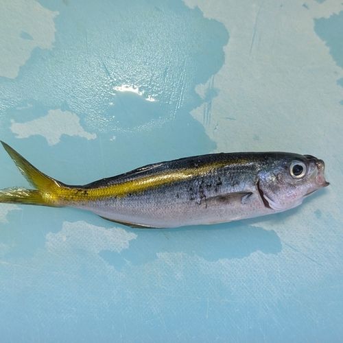 タカベの釣果