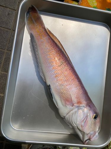 アマダイの釣果
