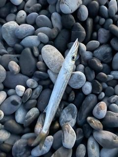 カマスの釣果