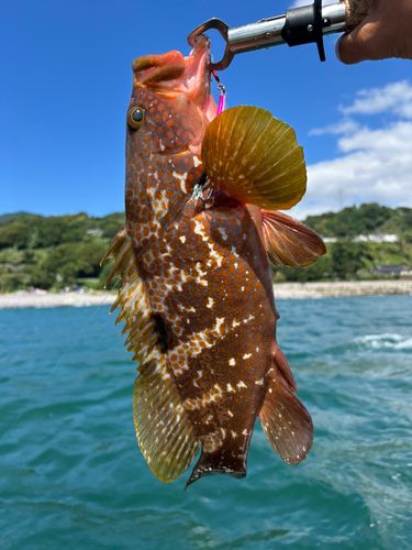 キジハタの釣果