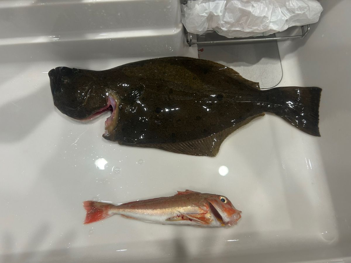 ta15koさんの釣果 1枚目の画像