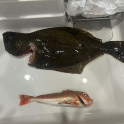 ヒラメ
