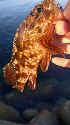 カサゴの釣果