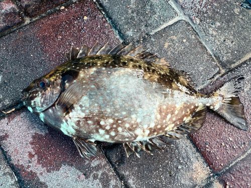 アイゴの釣果