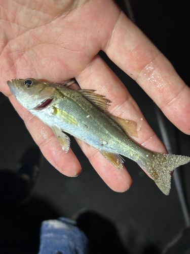 スズキの釣果