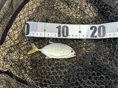 オニヒラアジの釣果