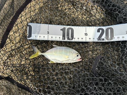 オニヒラアジの釣果