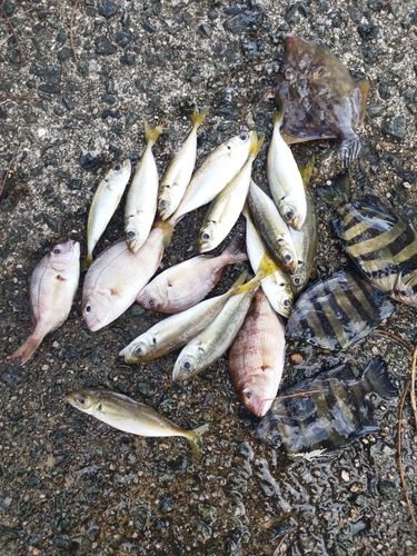 アジの釣果