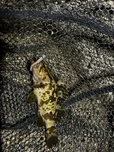 タケノコメバルの釣果