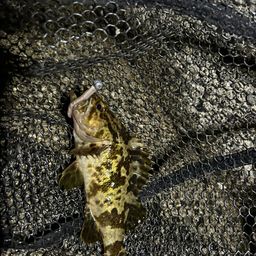 タケノコメバル