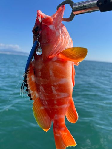 アカハタの釣果