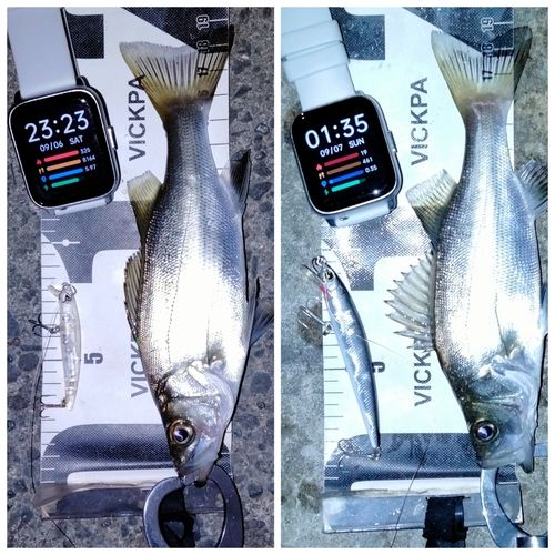 セイゴ（ヒラスズキ）の釣果
