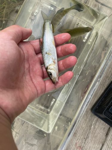 カネヒラの釣果