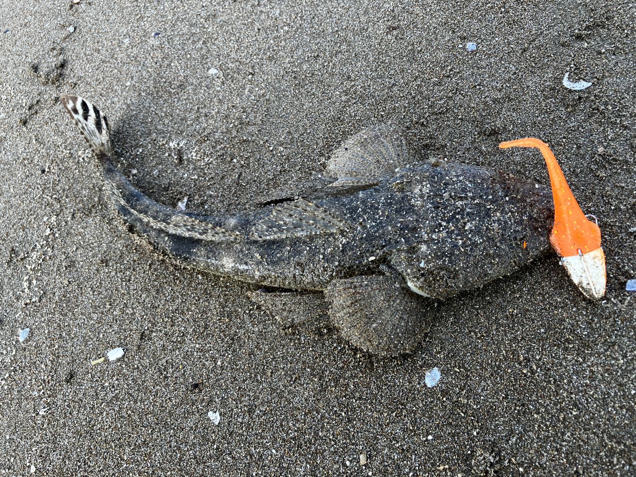マゴチ