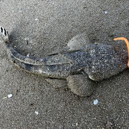 マゴチ
