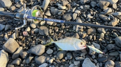 メッキの釣果