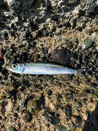 ウルメイワシの釣果