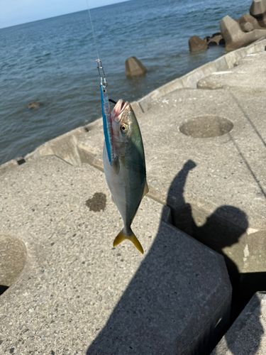 ワカシの釣果
