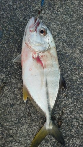 メッキの釣果