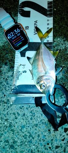 メッキの釣果