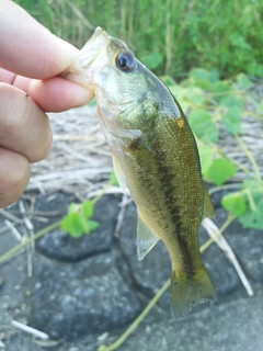 ラージマウスバスの釣果
