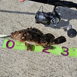 ベッコウゾイ