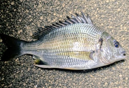 キビレの釣果