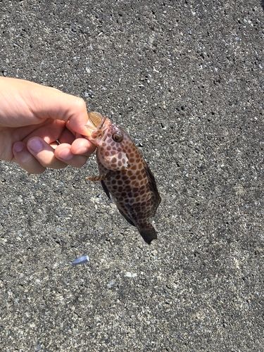 オオモンハタの釣果