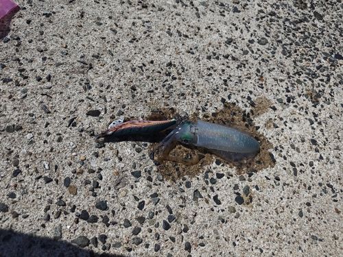 舞鶴湾