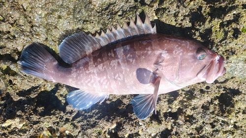 マハタの釣果