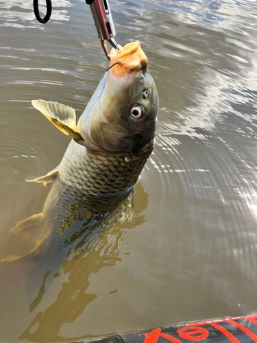 コイの釣果