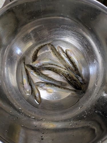 伊勢湾湾奥