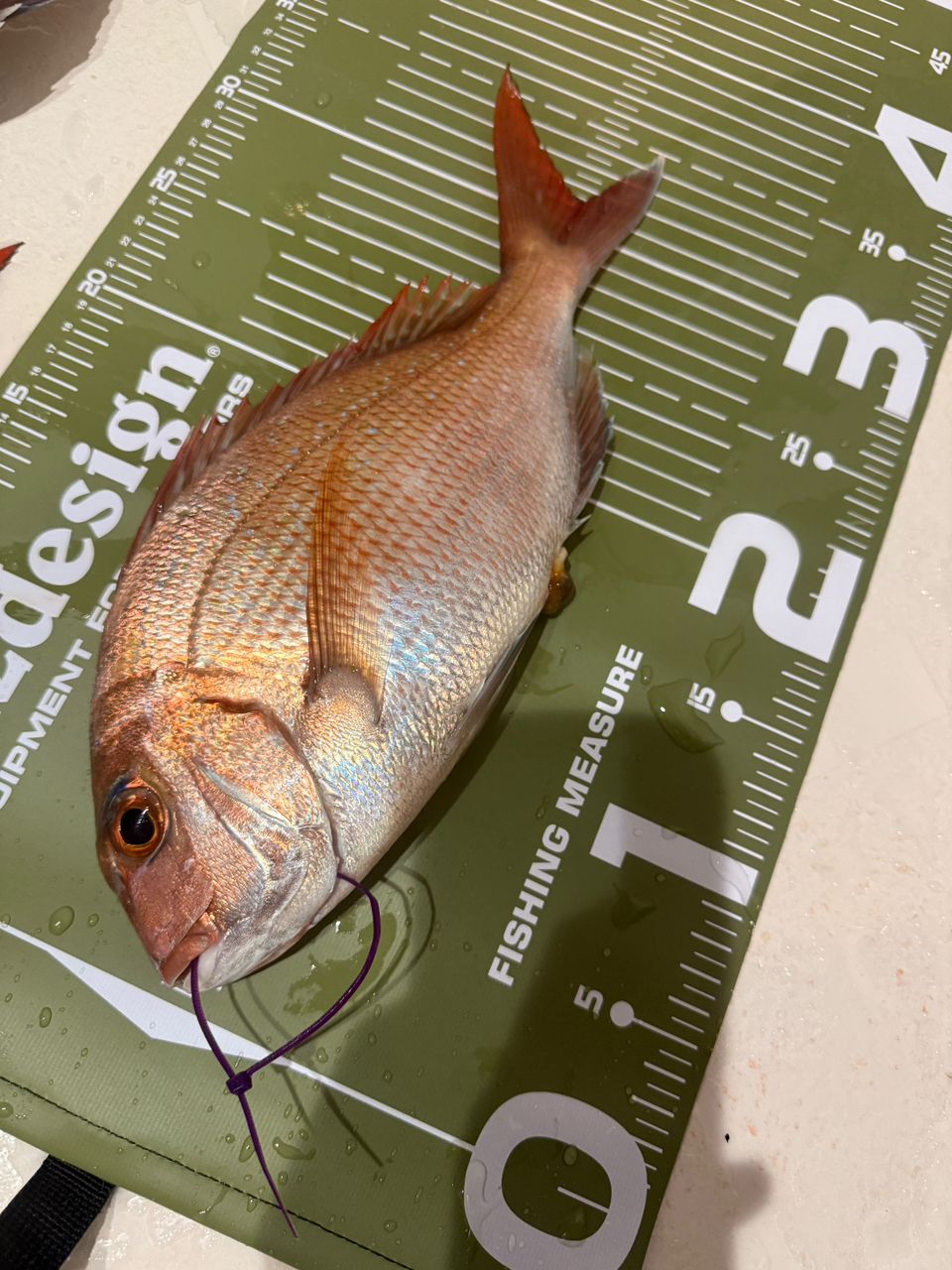 k1mrwoooonderさんの釣果 2枚目の画像