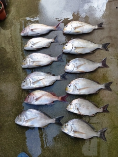 ヘダイの釣果