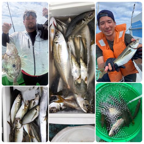 マトウダイの釣果